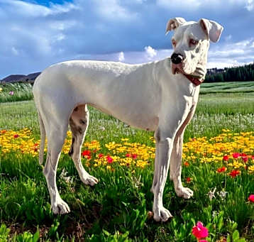 Photo of Iris