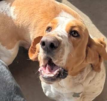 Photo of Boone / Myra (Maera)