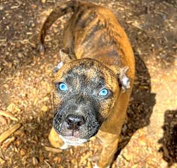 Photo of Ranger