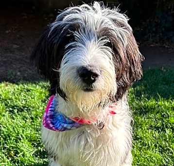 Photo of Bodhi