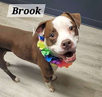 Photo of Brook