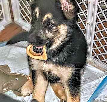 Photo of D122 Litter Tyson (Adopted)