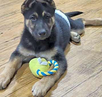 Photo of D122 Litter Ali  (ADOPTED)