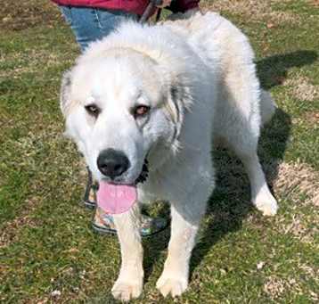 Photo of Moose