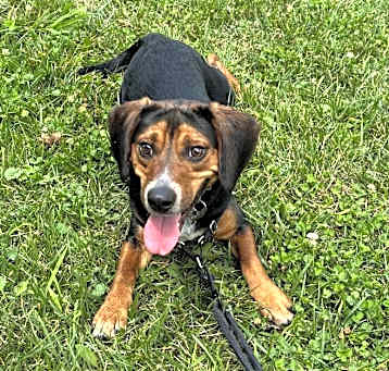 Photo of Dobby