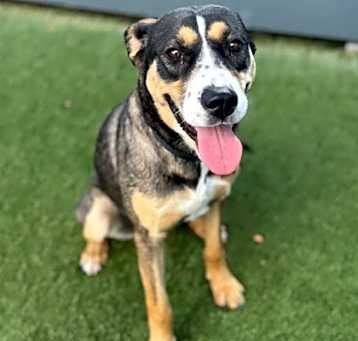 Photo of Nola IN FOSTER