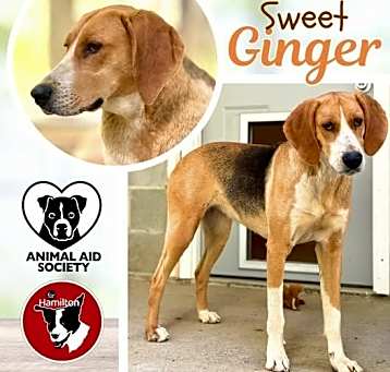 Photo of Ginger