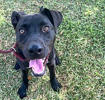 Photo of  Harley 