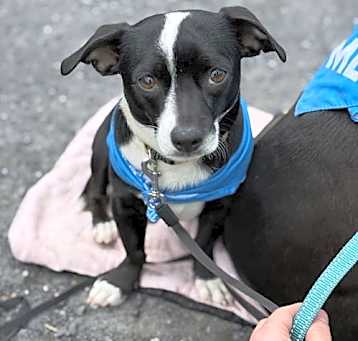 Photo of Odie