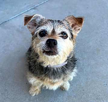 Photo of Birdie