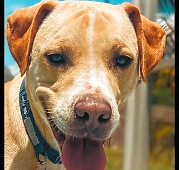 Photo of Bailey