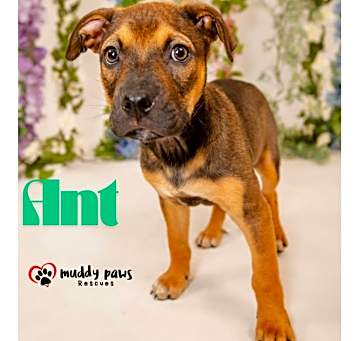 Photo of Kira's Litter:  Ant - Adoption Pending