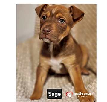 Photo of Kira's Litter:  Sage