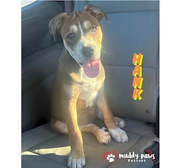 Photo of Kira's Litter:  Hank