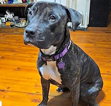 Photo of Kona