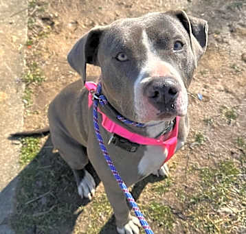 Photo of Shiloh
