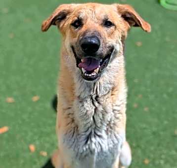 Photo of Champ