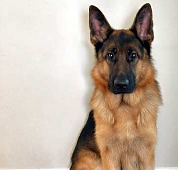 Photo of Koda