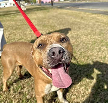 Photo of Ranger