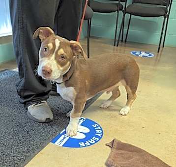 Photo of Rocky (in foster)
