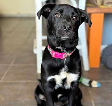 Photo of Minerva