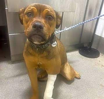 Photo of Goldie