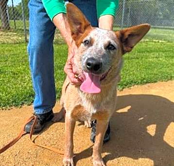 Photo of Rusty