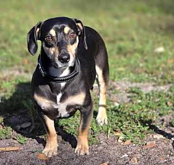 Photo of Gus