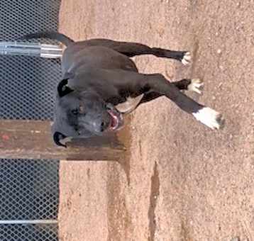 Photo of Trooper
