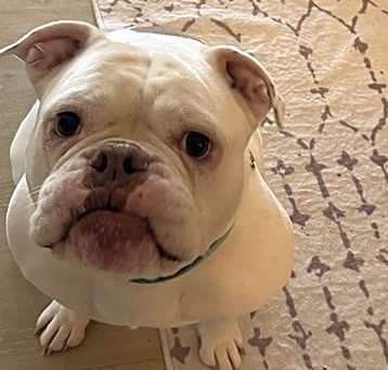 Photo of Ivy