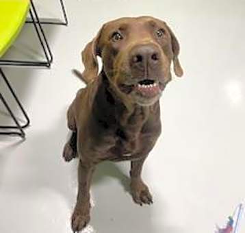 Photo of HERSHEY