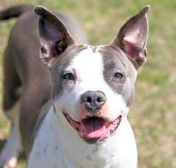 Photo of SASHA