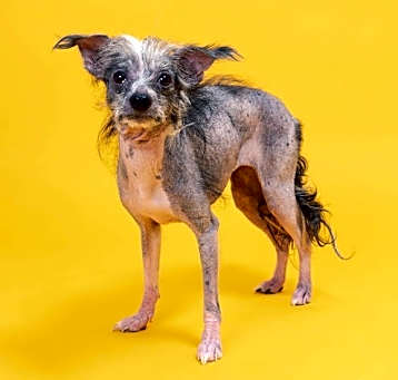 Photo of Tig