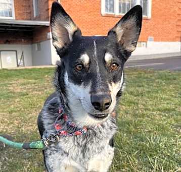 Photo of Kahlua
