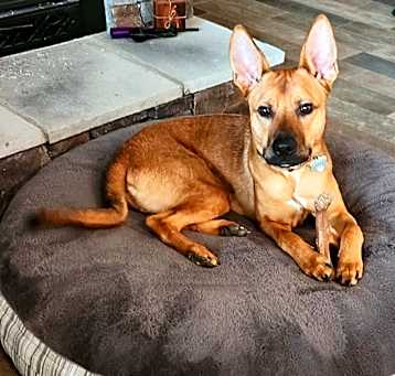 Photo of Diesel