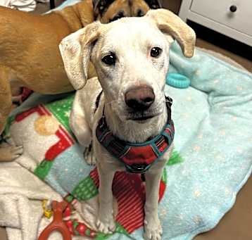 Photo of Cartier - Loves People & Dogs! Adopt $50