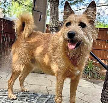 Photo of FREDDIE SCRUFFY BOY