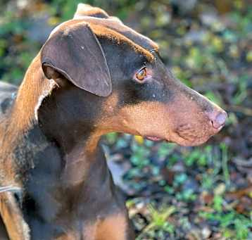 Photo of Sundae