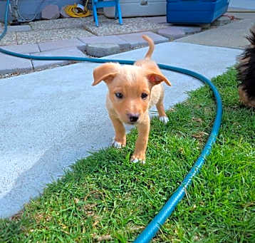 Photo of Sparky