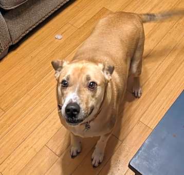 Photo of Cooper