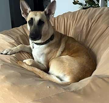 Photo of Waffle