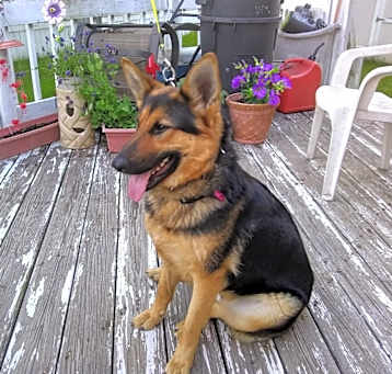 Photo of Daisy