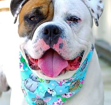 Photo of Porkchop