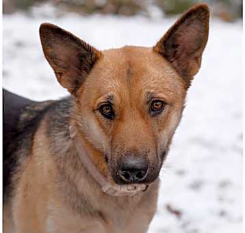 Photo of Sahara