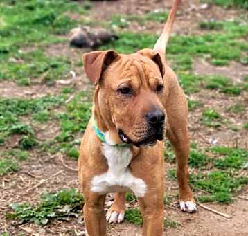 Photo of Opie the goober