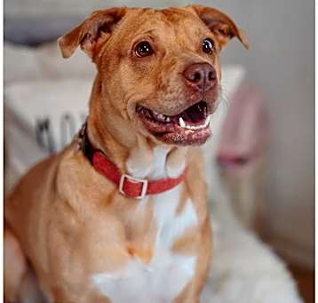 Photo of Mocha