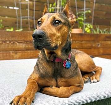 Photo of Lily