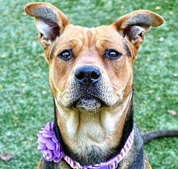 Photo of Nala