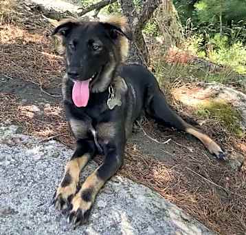 Photo of Desi *Urgent*
