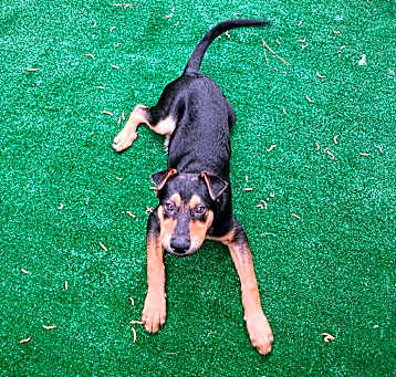 Photo of Ziggy